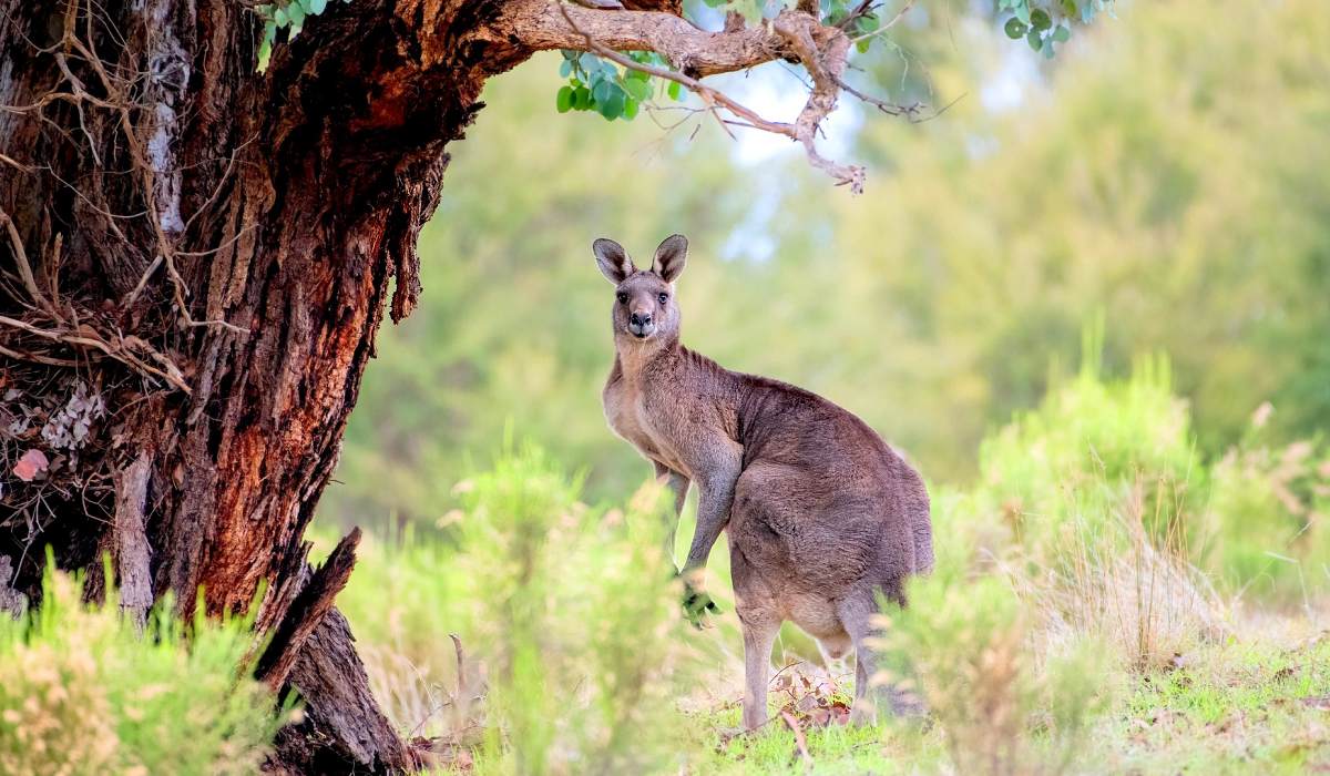 Australien Rundreise - Outback Knguru
