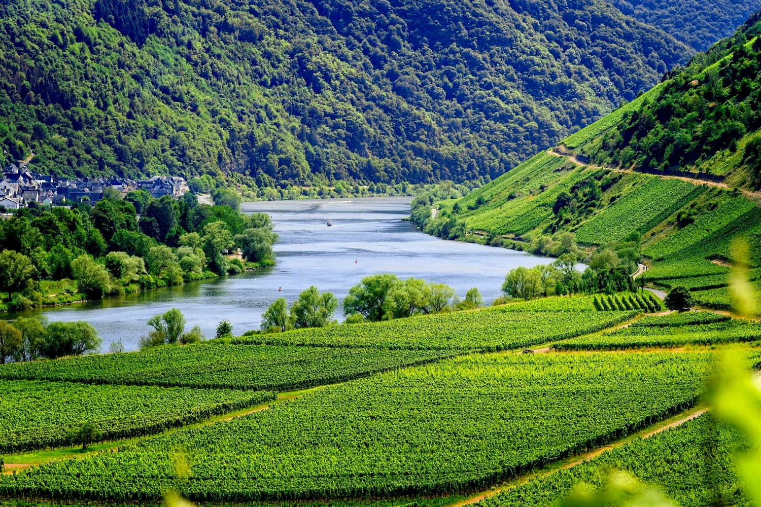 Weinberge Flusslandschaft - Schiffreise auf der Mosel